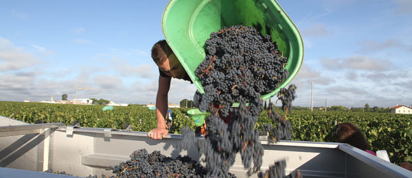 Experience Bordeaux in Harvest time on the Bordeaux Harvest Tour