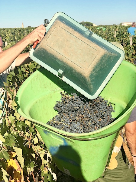From grape to bottle on the 2019 Bordeaux Harvest Tour I