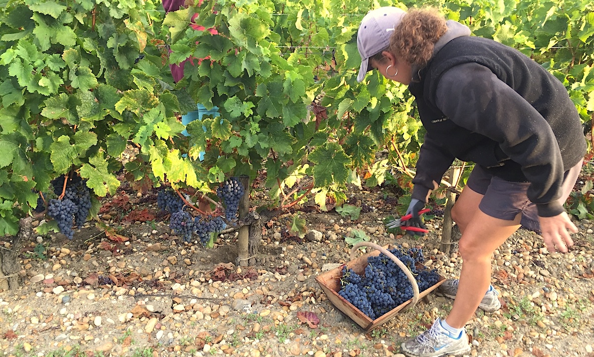 All top chateaux in Bordeaux harvest by hand