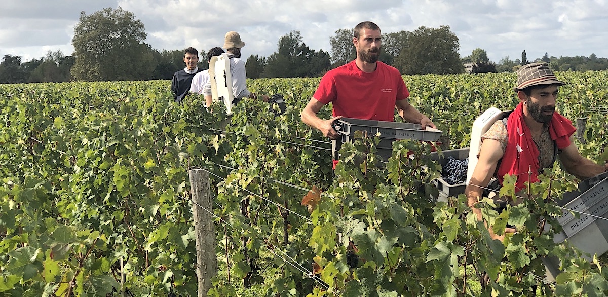 Harvest action on the 2023 Bordeaux Harvest Tour III
