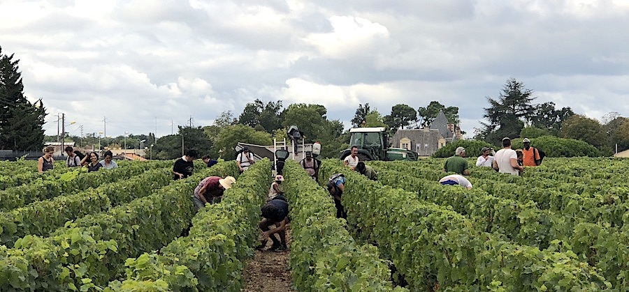 2023 Harvest in Bordeaux